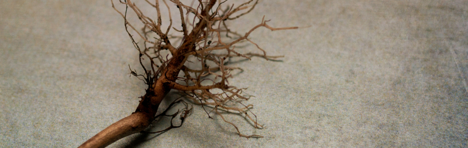 אנעים זמירות - הסדרה הווקאלית