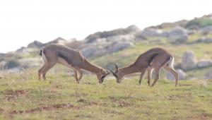קווי הגנה. מאז'ינו, בר-לב ומעבר 