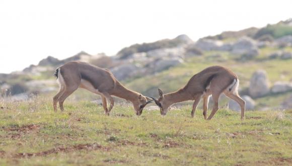 עמיר בלבן, יוני 2013