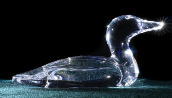  הצגה: ברווז הפרא